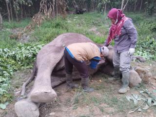 Kabar Duka, Gajah Liar Ditemukan Mati di TNTN
