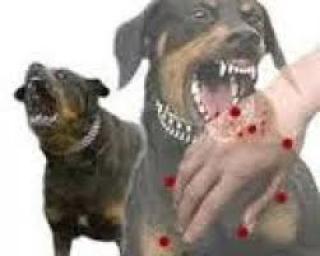 Dinas PKH Riau Akan Turunkan Tim ke Inhil Laksanakan Vaksinasi Massal Rabies
