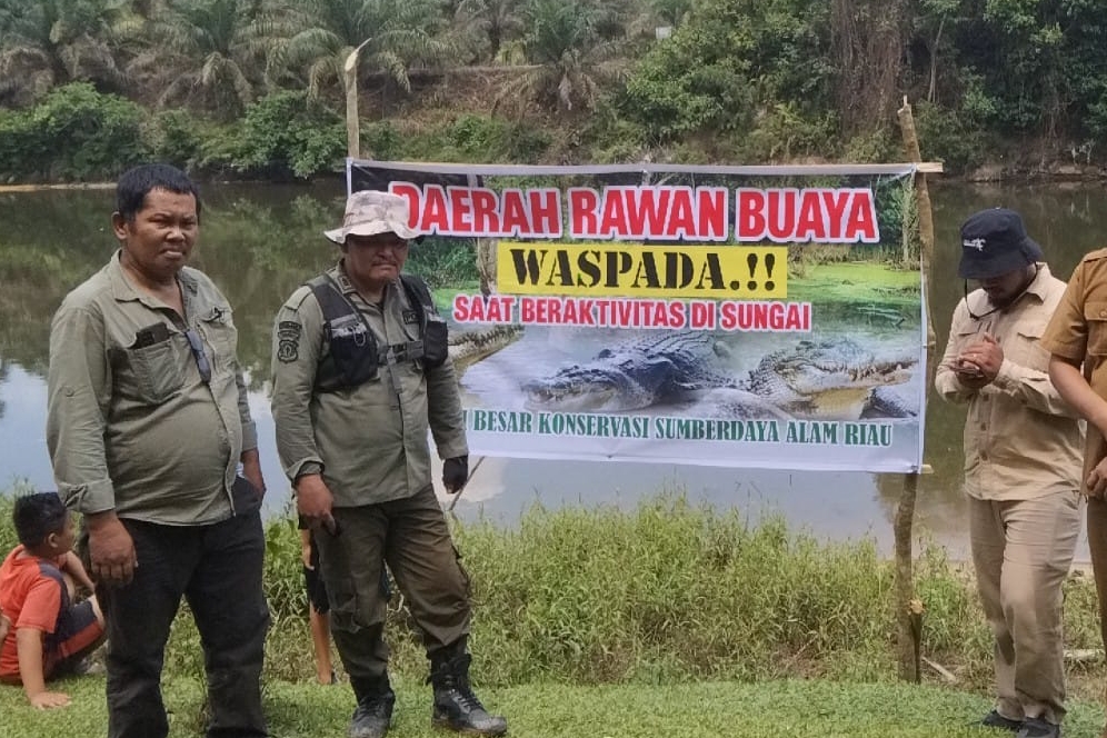 Buaya di Sungai Subayang Kampar Tidak Dievakuasi, Begini kata BBKSDA Riau