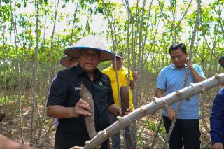 Produksi Singkong CV Sejahtera Farm di Lahan BKD Riau Capai 35 Ton per Hektar