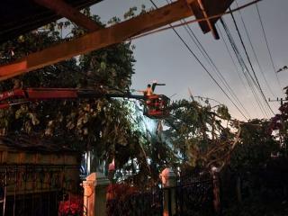 PLN Tangani Pohon Tumbang yang Bikin Listrik Rumah Warga Pekanbaru Padam