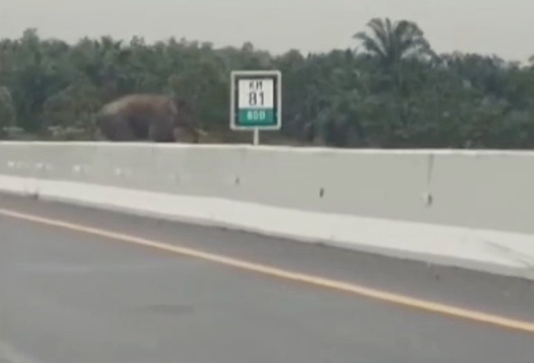Gajah Seberangi Tol Pekanbaru-Permai, Ini Penjelasan BBKSDA Riau