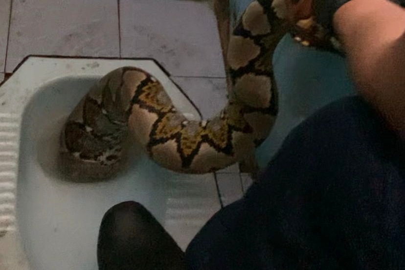 Ular Piton Muncul dari Dalam Kloset, Petugas Damkar Pekanbaru Lakukan Evakuasi