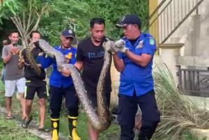 Viral, Ular Piton Makan Kambing di Parit Rumah Warga Meranti