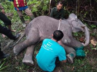 Kasihan! Bayi Gajah Mati di Pelalawan Akibat Luka Terjerat Tali Nilon
