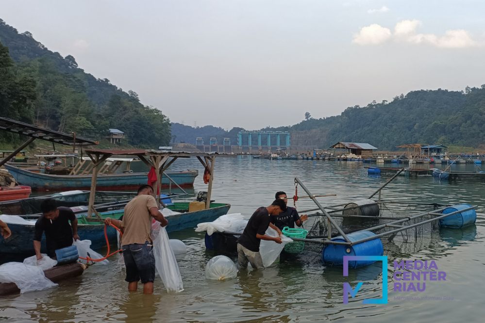 Waspada! 5 Pintu Pelimpah PLTA Koto Panjang Dibuka Setinggi 70 Cm