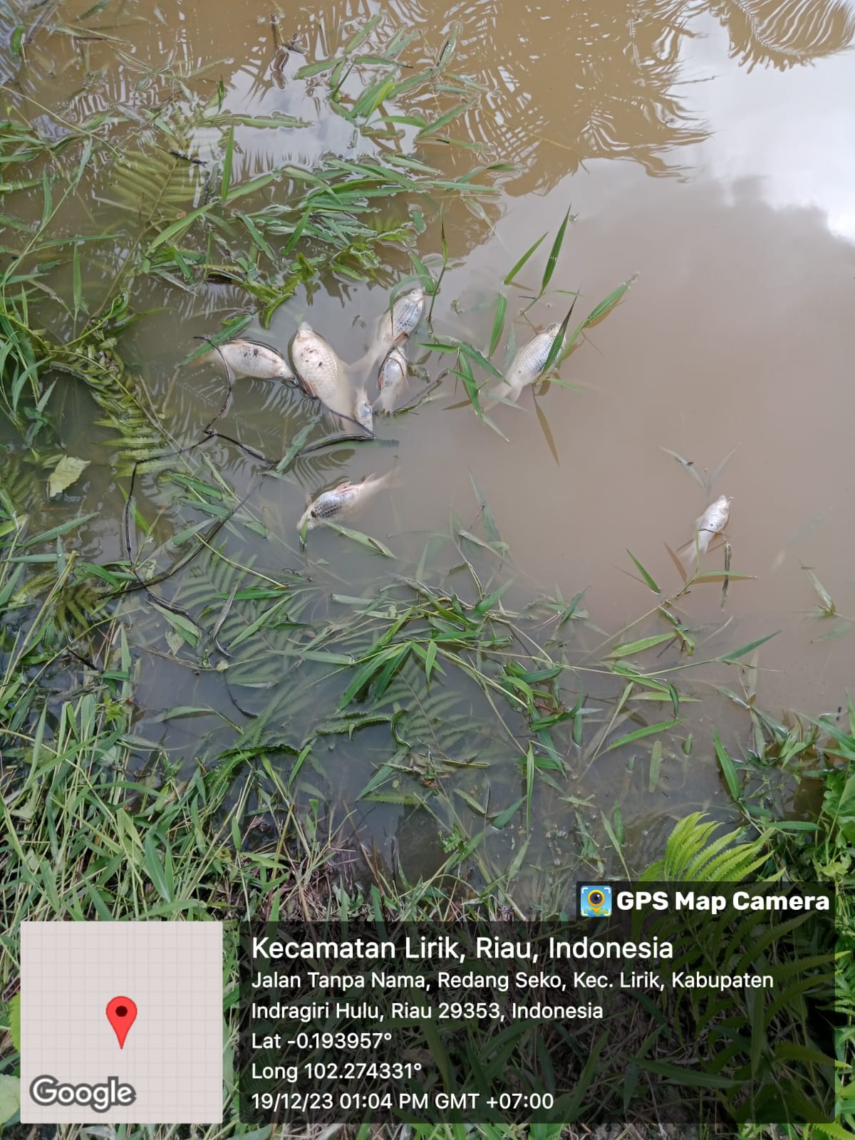 Limbah PT. GH Mencemari Sungai Seko dan Membuat Ribuan Ikan Mati, Ketua BAnPeR Inhu Angkat Bicara 