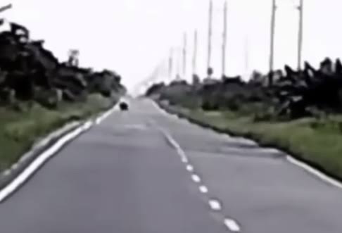 Viral Pemotor Rekam Penampakan Harimau di Buton Siak, Begini Penjelasannya