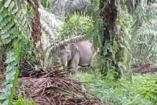 Habitatnya Kebanjiran, 2 Ekor Gajah Liar Masuk ke Permukiman Warga Pelalawan