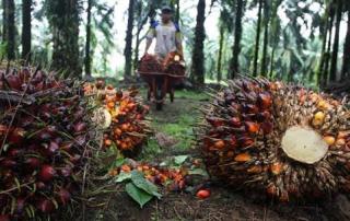 24.444 Ha Kebun Kelapa Sawit di Riau Sudah Direplanting