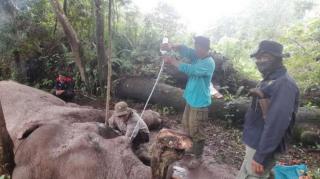 Polisi Cari Pelaku Pembunuhan Gajah Mati Diracun di TNTN