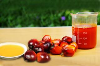 Naik Lagi, Harga Kelapa Sawit Mitra Plasma di Riau Jadi Rp2.743 per Kg