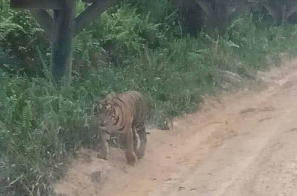 BBKSDA Riau Sebut Penampakan Harimau di Siak Bukan Akibat Konflik