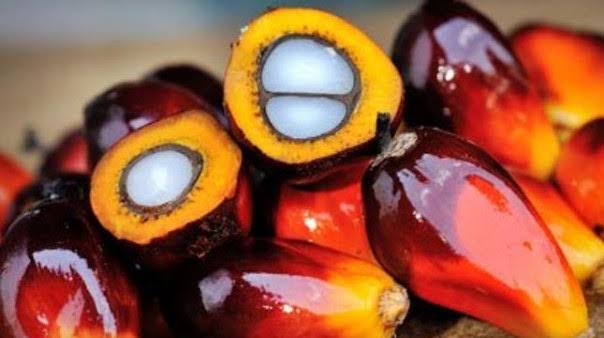 Harga Kelapa Sawit Mitra Plasma Riau Naik Minggu Ini
