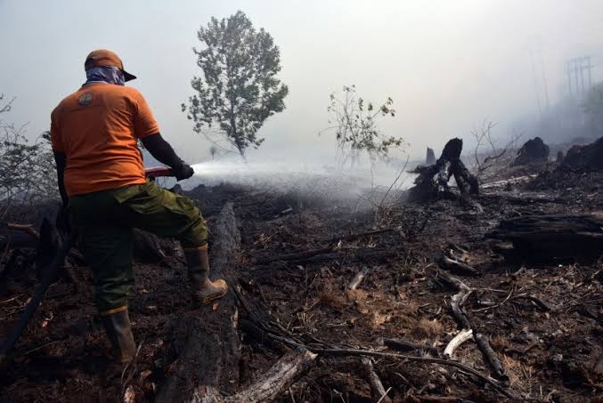 Petugas Gabungan Berjibaku Padamkan Karhutla di Rohil dan Dumai