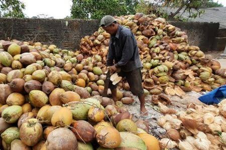 Inilah Daftar Harga Lengkap Komoditi Perkebunan di Riau Minggu Ini