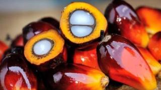 Harga Kelapa Sawit Mitra Plasma Riau Naik Minggu Ini