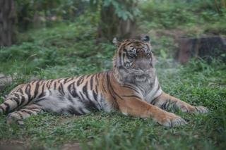 Nyaris Tewas, Kaki Balita di Siak Ditarik Harimau saat Tidur