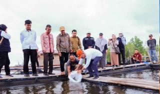 1.000 Benih Kakap Putih Ditebar di Kepulauan Meranti Riau