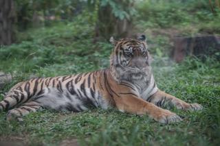 BKSDA Riau Pasang Dua Kamera Trap dan Siapkan Kandang Jebakan Harimau di Siak