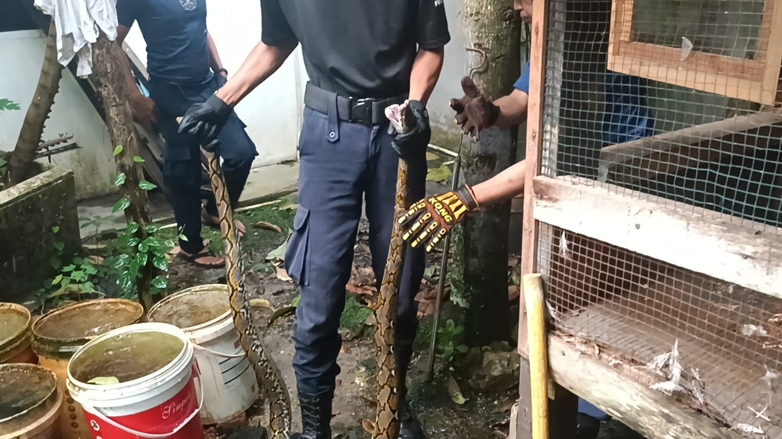 Awal Tahun Baru, Warga Labuh Baru Timur Temukan Ular Piton di Kandang Ayam
