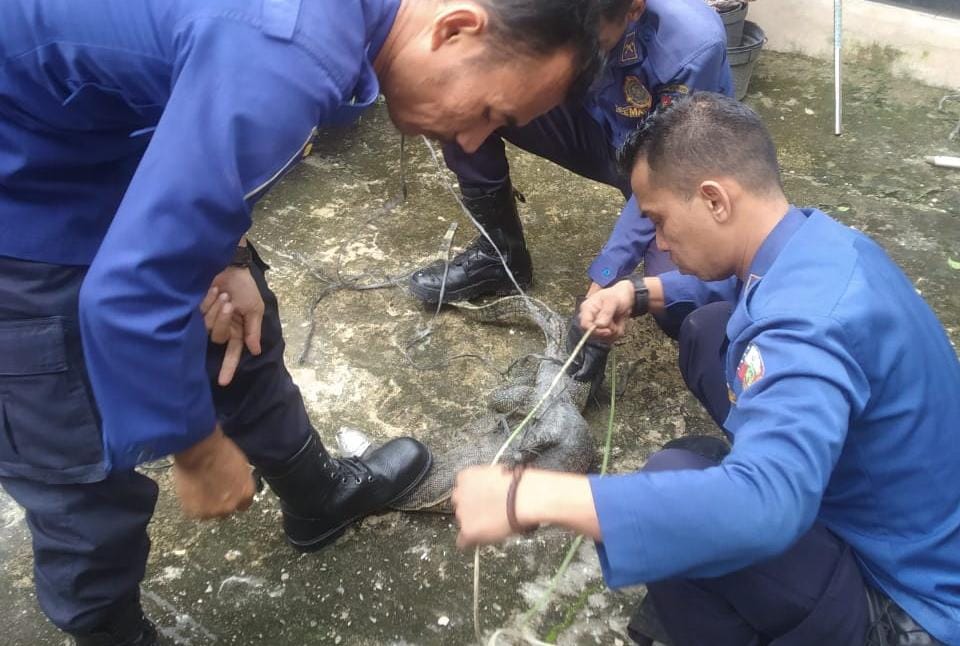 Regu Peleton Brama Damkar Pekanbaru Evakuasi Biawak Dalam Selokan