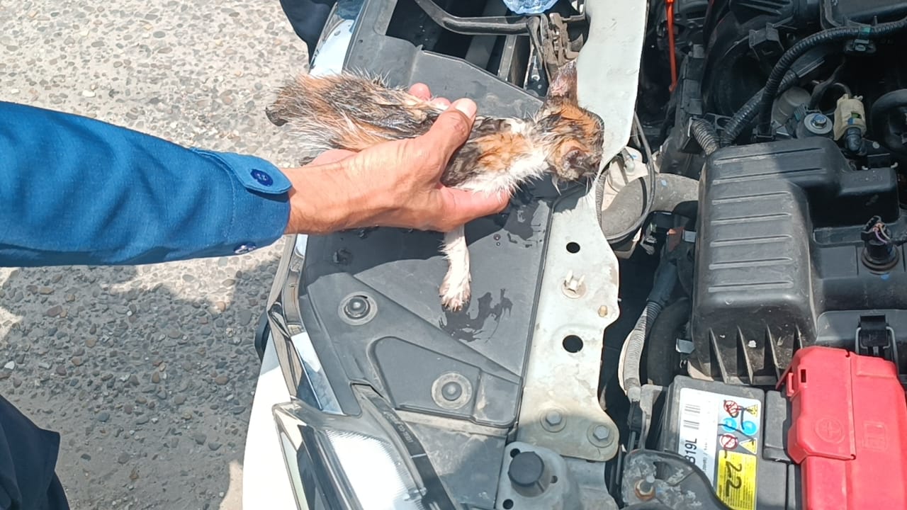 Damkar Pekanbaru Evakuasi Seekor Anak Kucing Dalam Kap Mesin