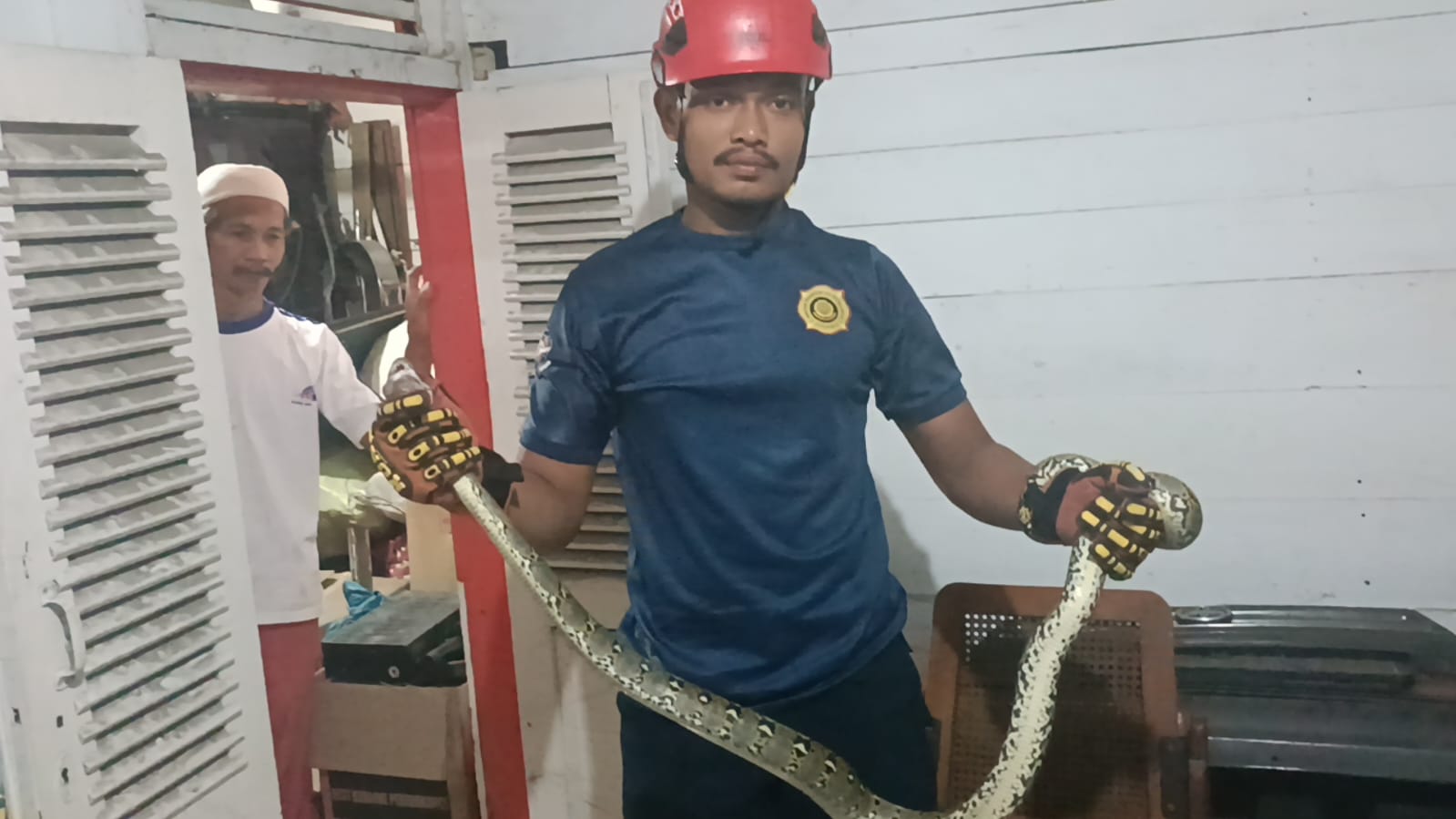 Regu Damkar Pekanbaru Evakuasi Ular Sanca Dalam Gudang Rumah Warga