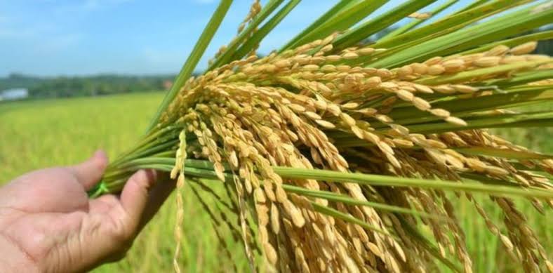 Realisasi Luas Panen Padi di Riau Capai 51,91 Ribu Hektare