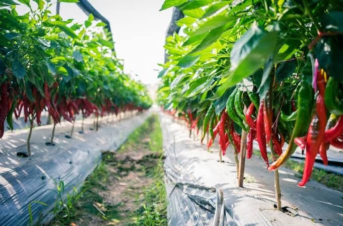Tindaklanjuti Instruksi Mendagri, Pj Gubri Minta Dinas Pangan Buat Program Panen Raya Cabai