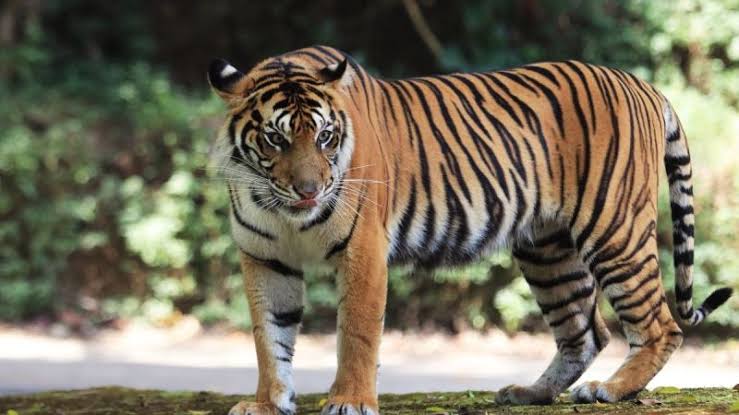 Harimau Serang Pencari Batang Sagu di Dusun III Sungai Mungkal Siak