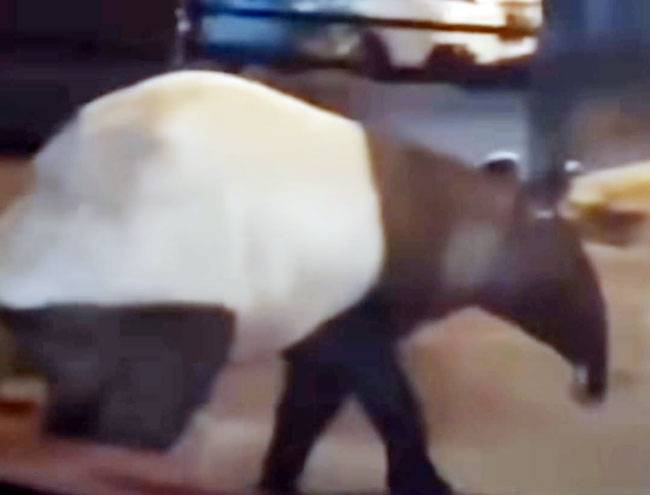 Tapir Ukuran Besar Masuk Permukiman Penduduk di Pekanbaru, BBKSDA Riau Berindak