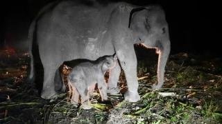 Kabar Gembira, Bayi Gajah Betina Lahir di Riau