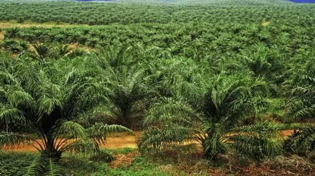 Minggu Ini Harga Kelapa Sawit Mitra Plasma di Riau Naik