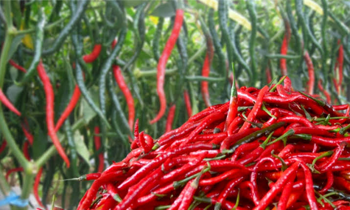 Harga Cabai di Pekanbaru Alami Kenaikan