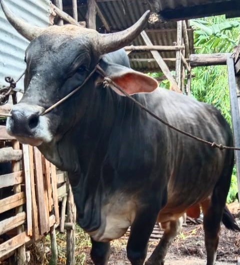 Begini Penampakan Sapi Kurban Bantuan Presiden di Riau