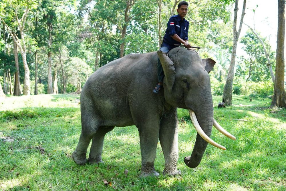 Konflik Gajah dengan Manusia Kembali Terjadi di Kampar, BBKSDA Riau Cek Lokasi