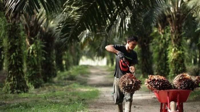 Harga Sawit Mitra Swadaya Naik Jadi Rp2.940,77 per Kg