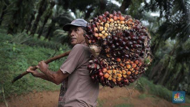 Minggu Ini Harga Kelapa Sawit Mitra Plasma Naik Jadi Rp2.987 per Kg