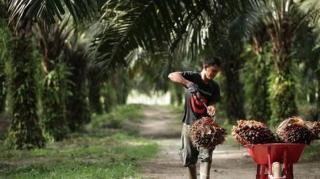 Harga Sawit Mitra Swadaya Naik Jadi Rp2.940,77 per Kg