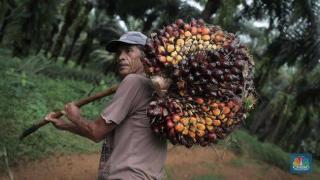 Minggu Ini Harga Kelapa Sawit Mitra Plasma Naik Jadi Rp2.987 per Kg