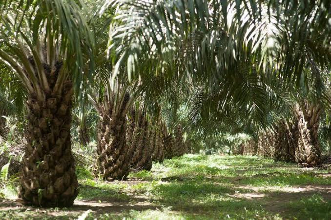 Naik Tipis, Harga Kelapa Sawit Mitra Plasma di Riau Jadi Rp3.065 per Kg