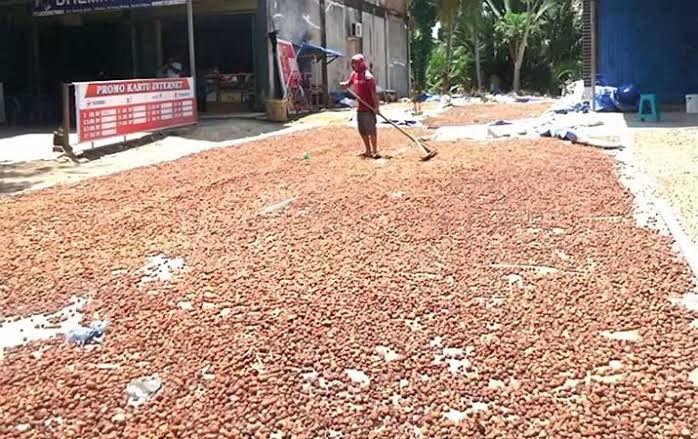 Pinang Kering di Riau Minggu Ini Dihargai Rp4.752 per Kg