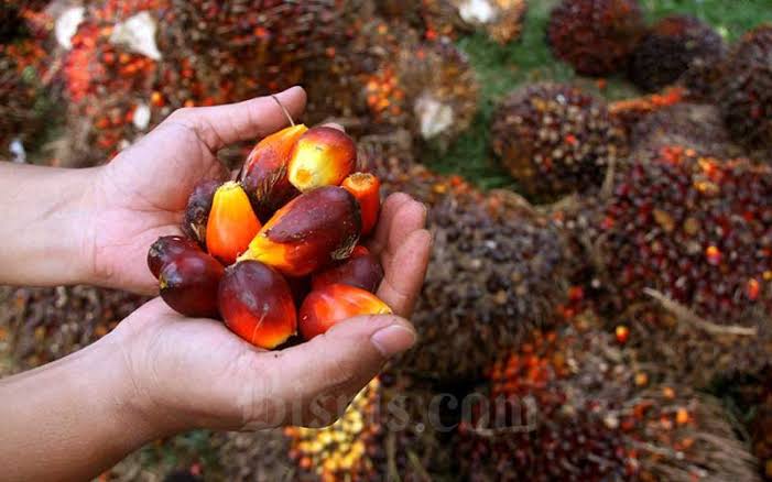 Harga Kelapa Sawit Mitra Plasma di Riau Minggu Ini Dihargai Rp3.192 per Kg