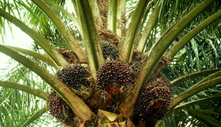 Ini Daftar Harga TBS Kelapa Sawit Mitra Swadaya di Riau hingga 17 September 2024