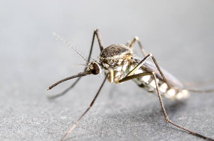 22 Kasus Malaria Ditemukan di Kuala Selat Inhil, Diskes Riau Turunkan Tim