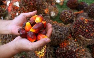Harga Kelapa Sawit Mitra Plasma Minggu Ini Rp3.172 per Kg