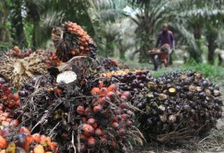 Harga TBS Kelapa Sawit Riau Periode 25 September – 1 Oktober 2024, Cek di Sini!