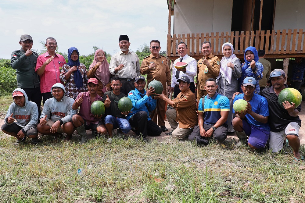 Pjs Bupati Siak Ikut Panen Semangka di Lahan Depan Kantor Bupati