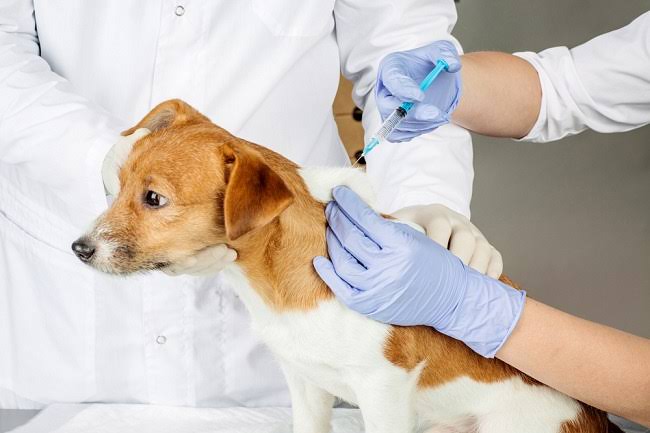 Cegah Rabies, 13.212 Hewan Peliharaan di Riau Sudah Disuntik Vaksin